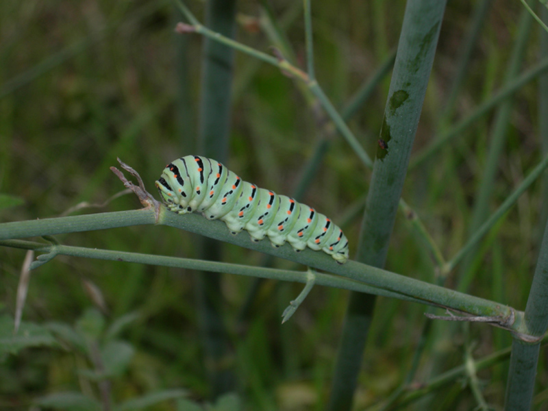 Bruco di Papilio machaon